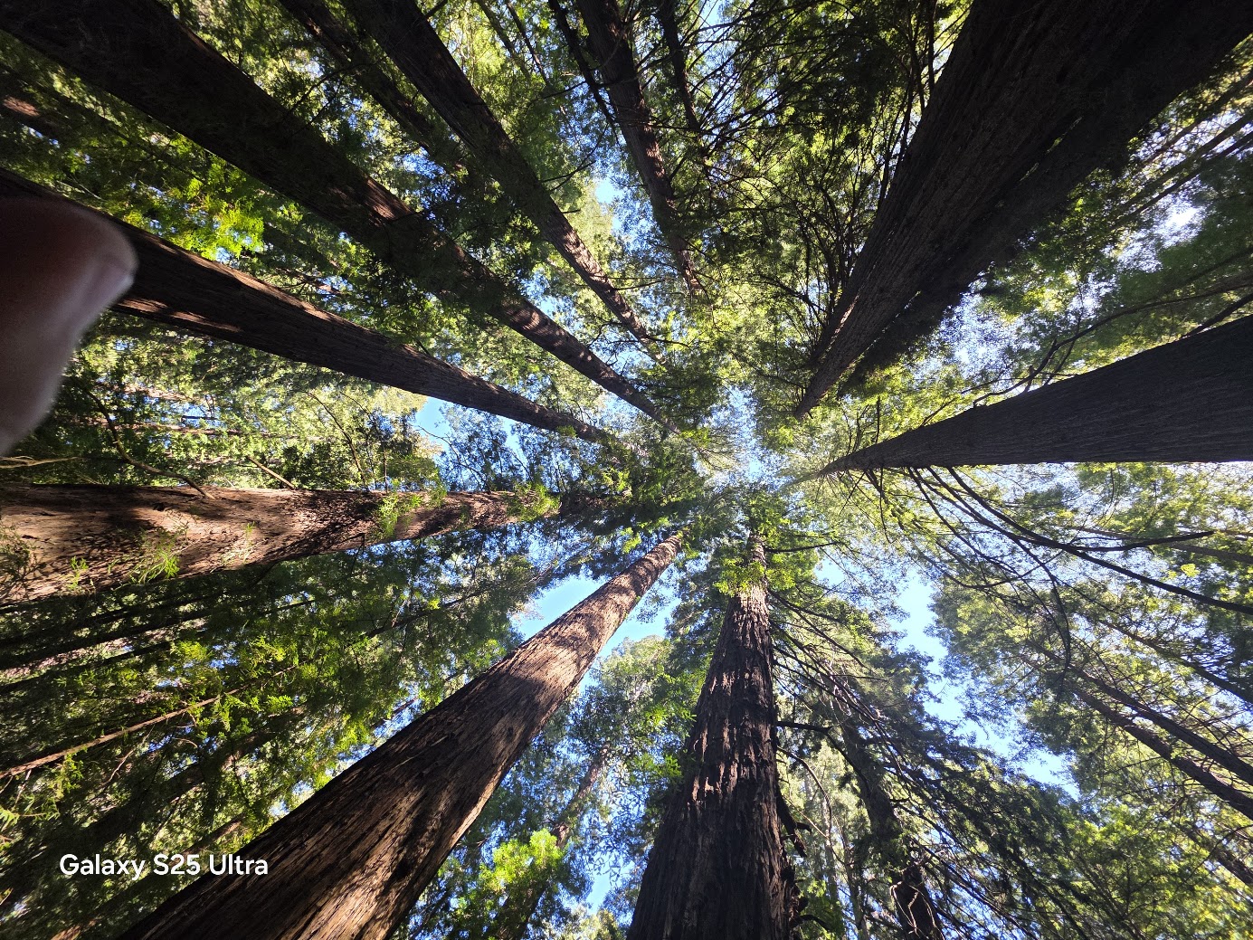 Redwood Sky